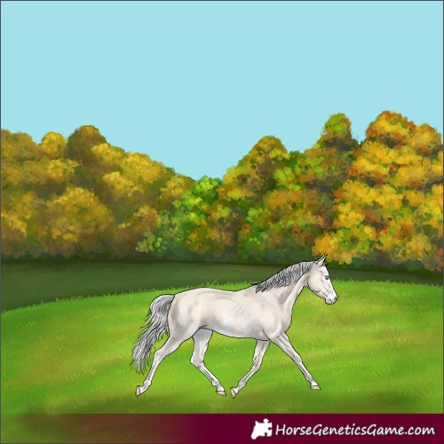 Horse Color:Silver Perlino Sabino 