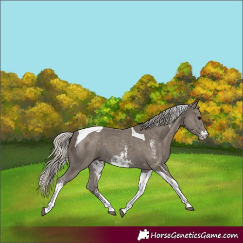 Horse Color:Silver Smoky Black Sabino Tobiano
