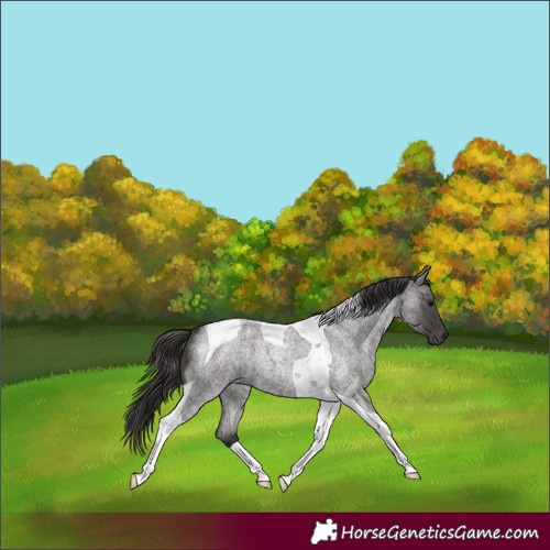 Horse Color:Smoky Blue Roan Tobiano 