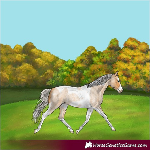 Horse Color:Silver Buckskin Roan Splash Tobiano Frame Rabicano