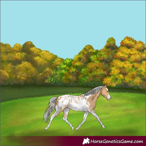 Horse Color:Silver Buckskin Sabino Splash Tobiano Frame Blanket Rabicano 