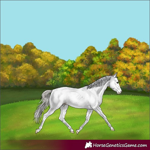 Horse Color:Silver Grullo Sabino 