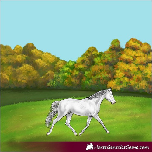 Horse Color:Silver Smoky Grullo Pearl Sabino Frame Rabicano 
