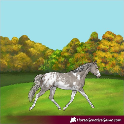 Horse Color:Silver Smoky Grullo Sabino Tobiano Frame Blanket Rabicano 
