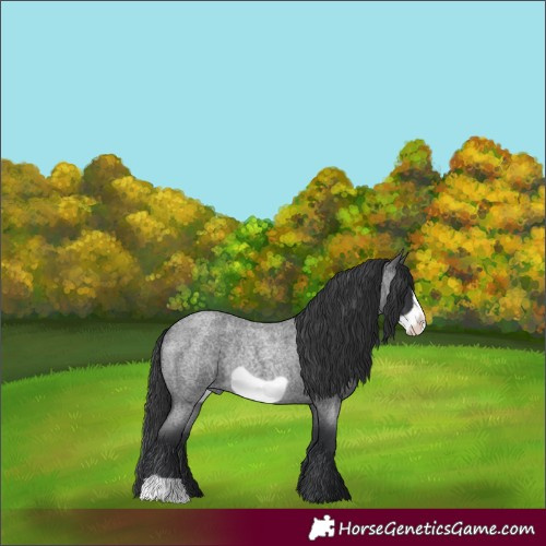 Horse Color:Blue Roan Frame Rabicano 