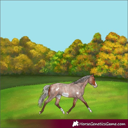 Horse Color:Silver Bay Roan Frame Rabicano 