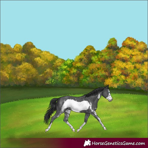 Horse Color:Black Sabino Frame 