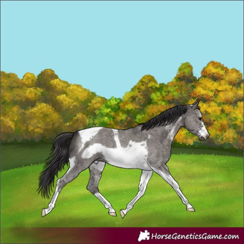 Horse Color:Smoky Grullo Sabino Tobiano Frame