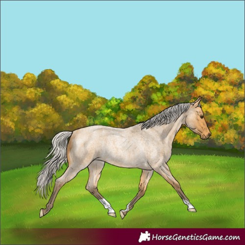 Horse Color:Silver Buckskin Roan Rabicano