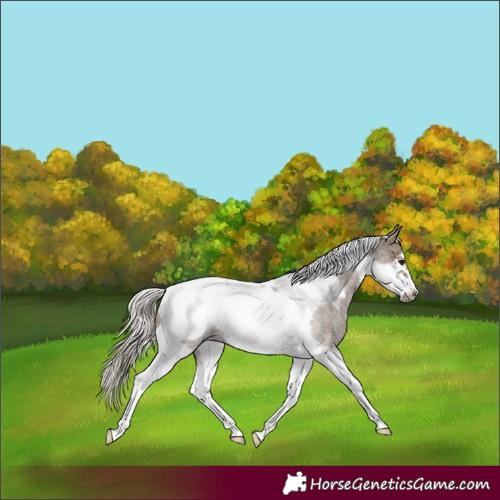 Horse Color:Silver Smoky Blue Roan Tobiano Frame Rabicano 