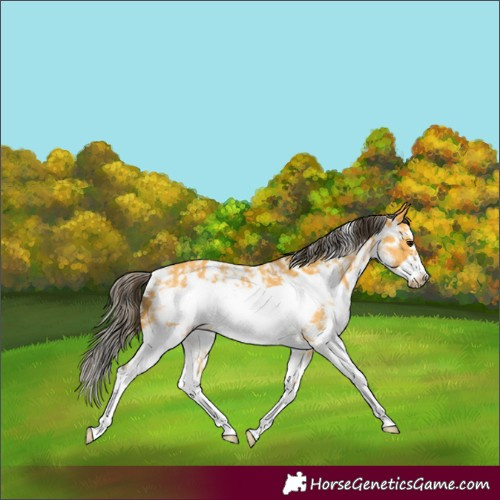 Horse Color:Buckskin Sabino Frame Rabicano 