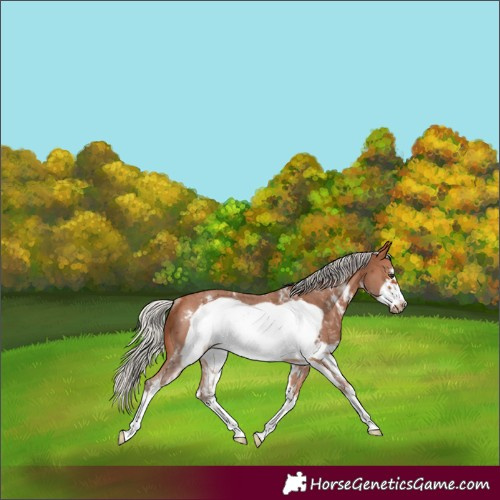 Horse Color:Silver Bay Sabino Frame Rabicano 