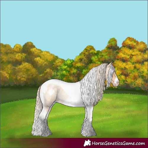 Horse Color:Gold Cream Champagne Roan Tobiano Frame Rabicano