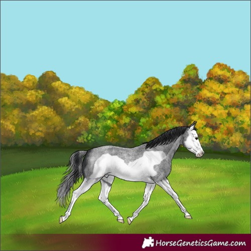 Horse Color:Blue Roan Splash Frame