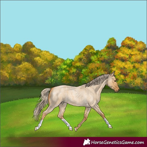 Horse Color:Palomino Roan Dun 
