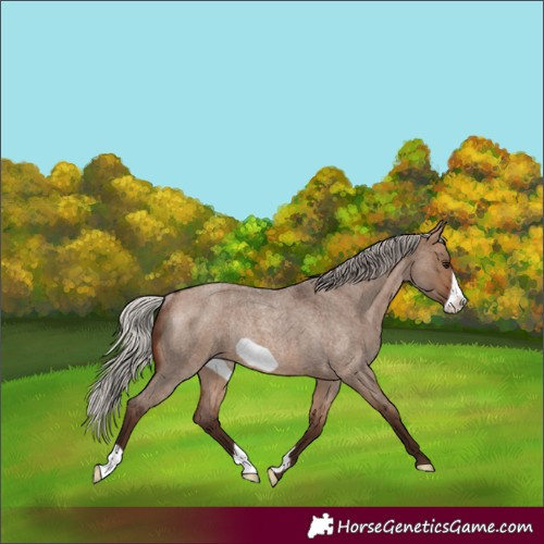 Horse Color:Silver Brown Roan Dun Frame Rabicano 