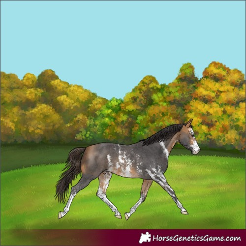 Horse Color:Buckskin Sabino 