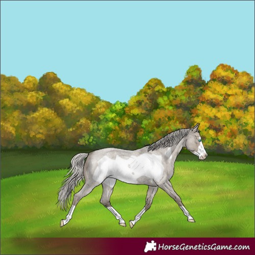 Horse Color:Silver Smoky Grullo Roan Frame 