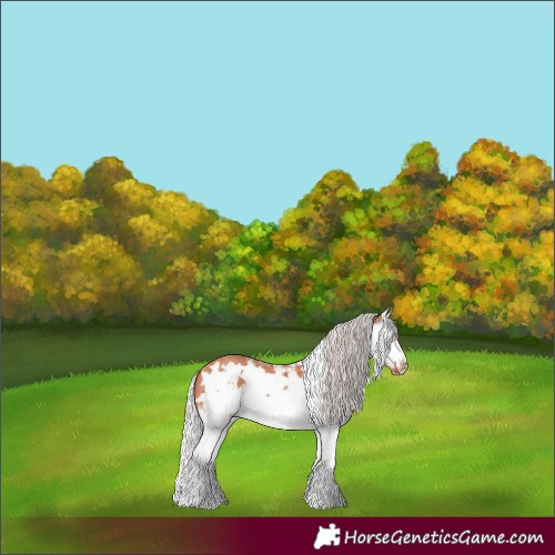 Horse Color:Silver Bay Sabino Splash Frame