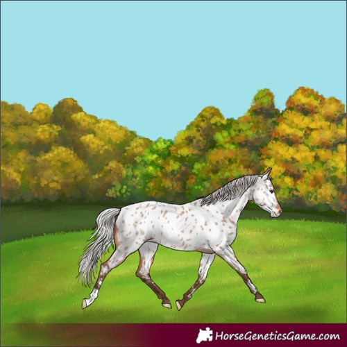 Horse Color:Silver Bay Dun Mushroom Near Leopard Rabicano 