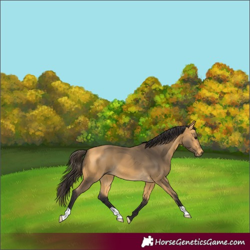 Horse Color:Buckskin
