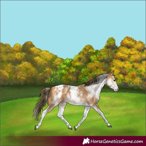 Horse Color:White Spotted Buckskin Varnish 