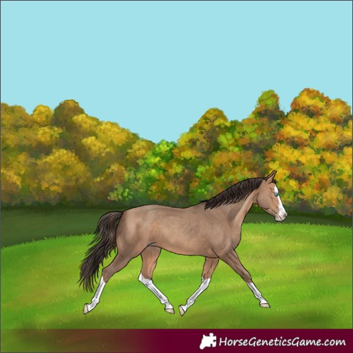 Horse Color:Amber Champagne Splash