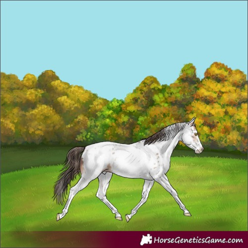 Horse Color:White Spotted Amber Champagne Near Leopard