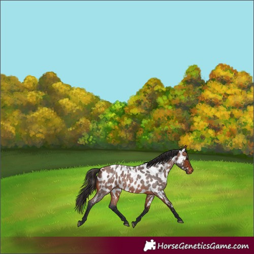 Horse Color:Bay Roan Near Leopard 