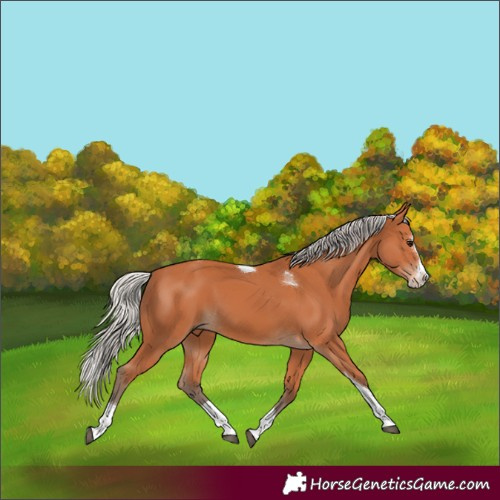 Horse Color:Silver Bay Splash Tobiano 