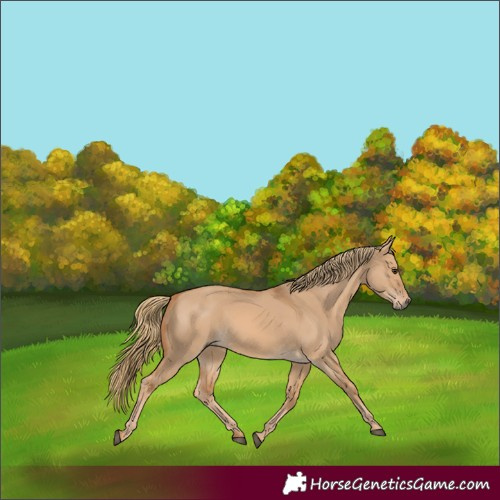 Horse Color:Red Dun 