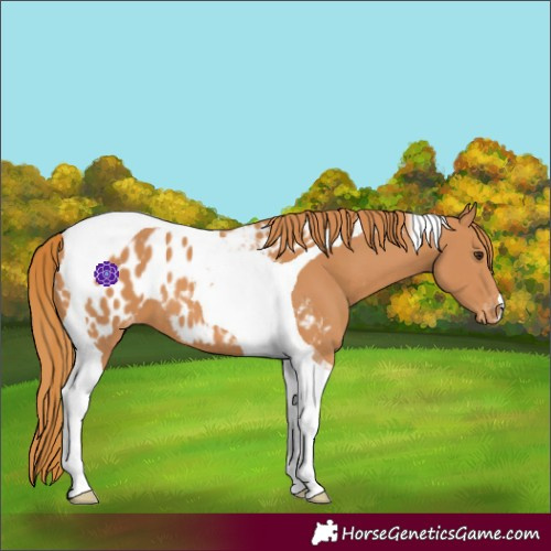 Horse Color:Chestnut Tobiano Near Leopard 