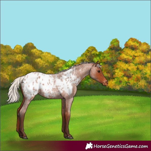 Horse Color:Silver Bay Roan Blanket 