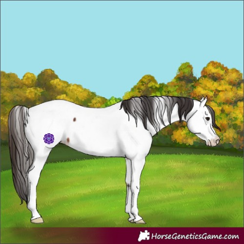 Horse Color:Bay Fewspot 