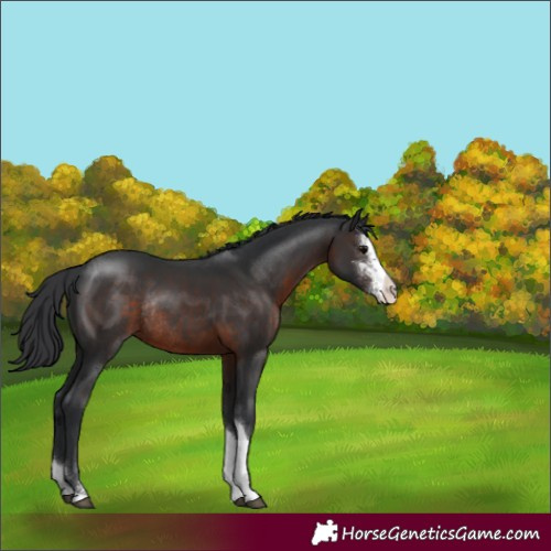 Horse Color:Brown Sabino Tobiano Rabicano