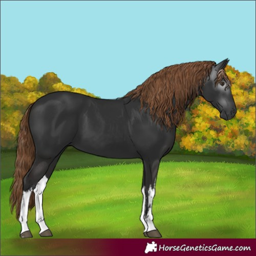 Horse Color:Gray White Spotted Liver Chestnut