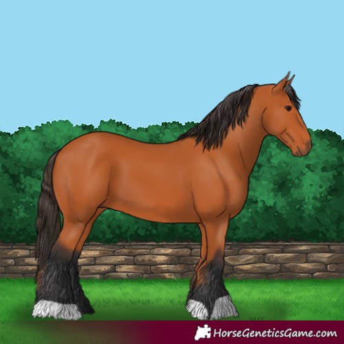 Horse Color:Unknown 