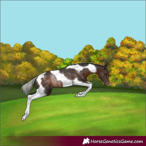 Horse Color:Silver Brown Tobiano Varnish Rabicano