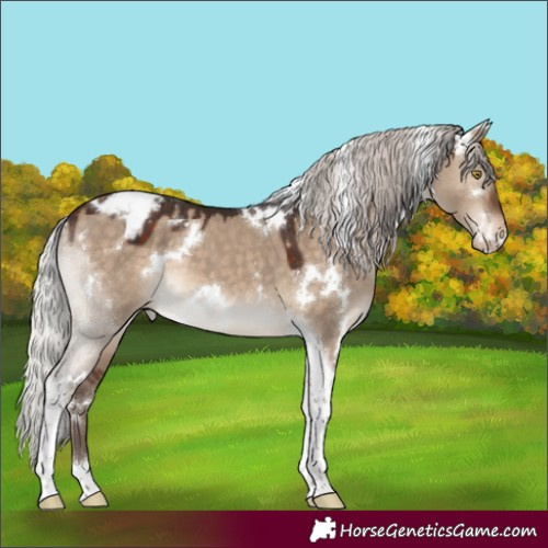 Horse Color:White Spotted Silver Brown Dun Tobiano Blanket 