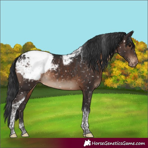 Horse Color:Brown Tobiano Snowcap Rabicano