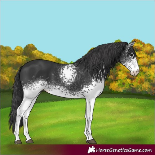 Horse Color:White Spotted Black Sabino 