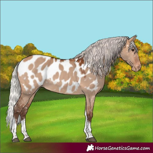 Horse Color:Silver Bay Dun Tobiano Near Leopard Rabicano 