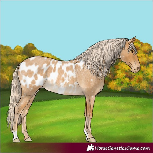 Horse Color:Palomino Roan Near Leopard 