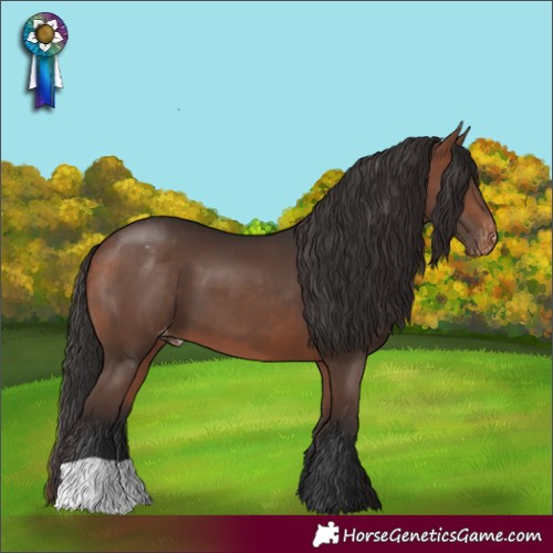 Horse Color:Bay Blanket