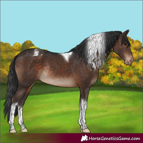 Horse Color:Brown Tobiano Blanket Rabicano 