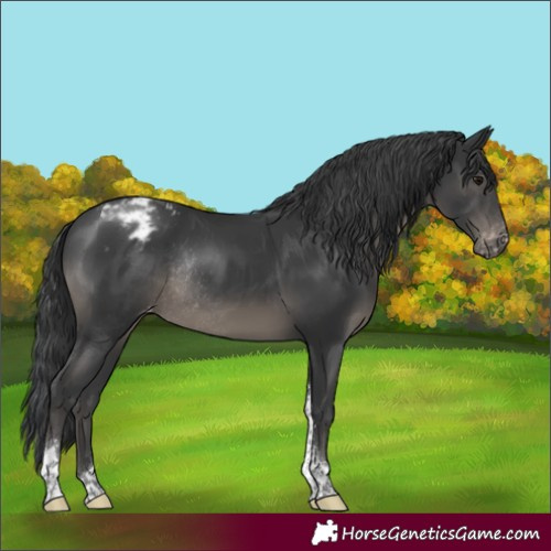 Horse Color:Black Mushroom Tobiano Varnish Rabicano