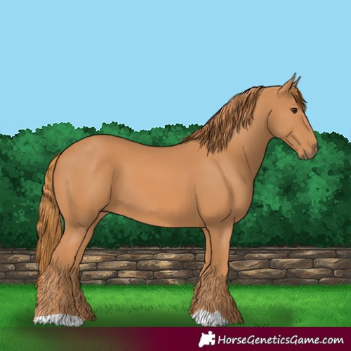 Horse Color:Unknown 