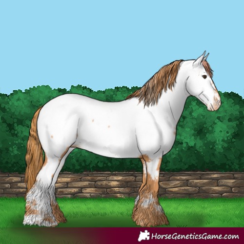 Horse Color:Unknown 