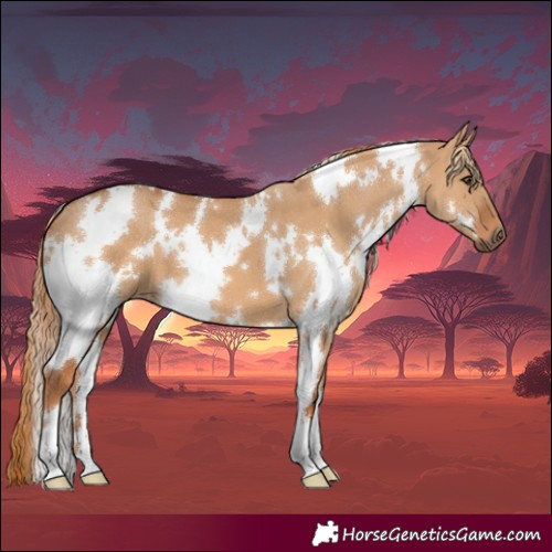 Horse Color:White Spotted Red Dun 