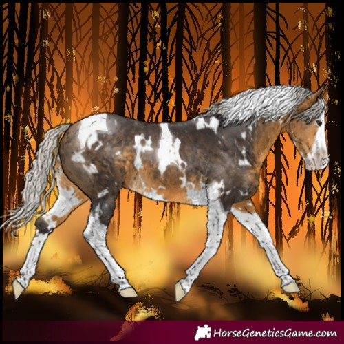 Horse Color:White Spotted Silver Buckskin Splash Tobiano 